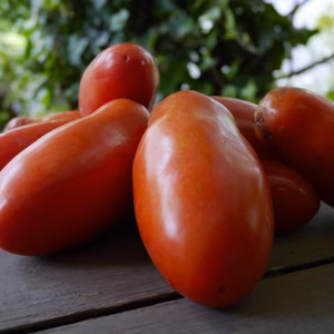一流シェフが認めた！無農薬イタリアントマトとバジルのセット