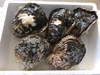 宮崎産天然岩牡蠣（生食用）特大サイズ・大サイズ2㎏セット　期間限定4月から9月末