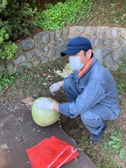 おうちで 手作りかんぴょう つくってみませんか ユウガオ かんぴょう加工サイズ 農家漁師から産地直送の通販 ポケットマルシェ