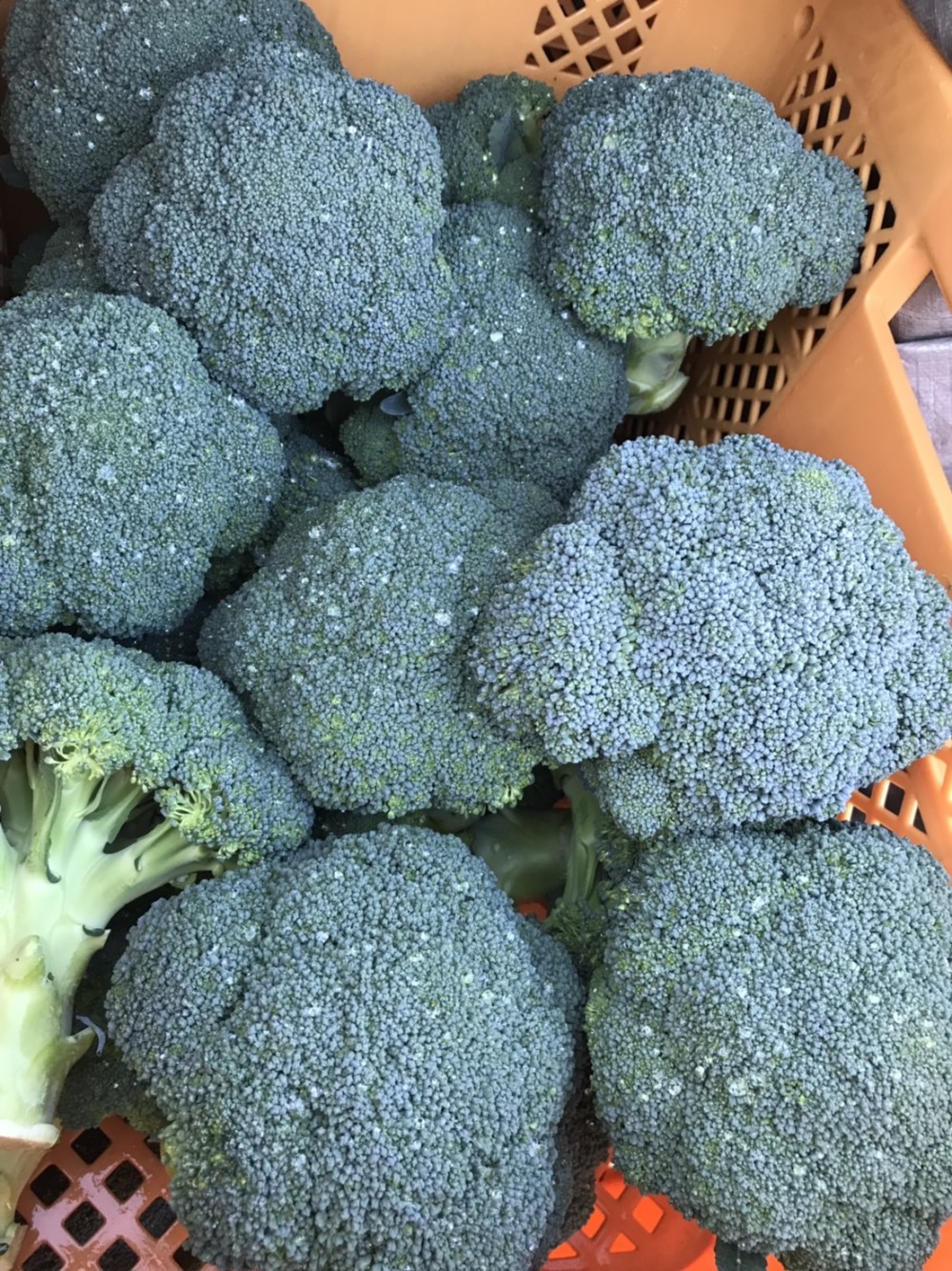 あま い ブロッコリー10kg Taji Farming 農家漁師直送のポケットマルシェ