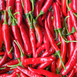 【激辛！】赤唐辛子 無農薬栽培 300g ネコポスでお届け
