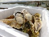 【寿牡蠣】　北海道のキレイな海で育った牡蠣【殻付き、生食用】カキナイフ付