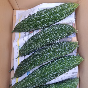 信州産 えらぶゴーヤ（化学肥料・農薬不使用）