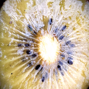 体が喜ぶ！自然農法　東京ゴールドキウイ（農薬・肥料不使用）