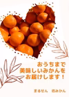 【売り切り】※減農薬・有機肥料使用　甘みと酸味のバランス抜群！浜名湖早生みかん 