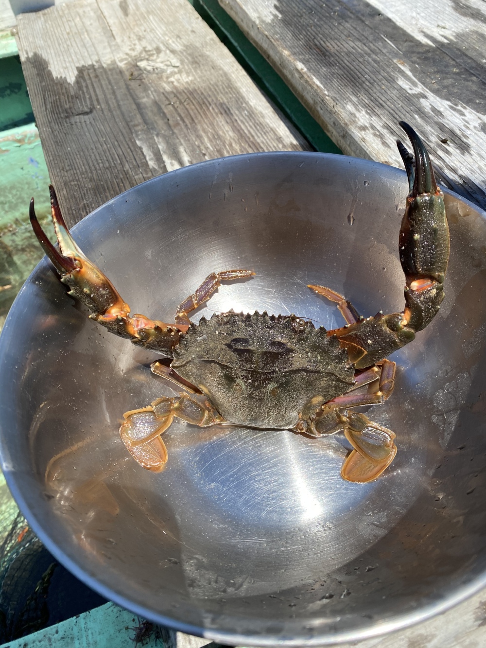 旨味たっぷりイシガニ 農家漁師から産地直送の通販 ポケットマルシェ