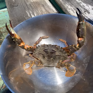 旨味たっぷりイシガニ♪