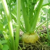 [100冷]80サイズの2倍量 しっかり濃い味!野菜セット [農薬・肥料不使用]