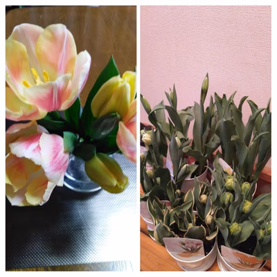 みんなの投稿の画像