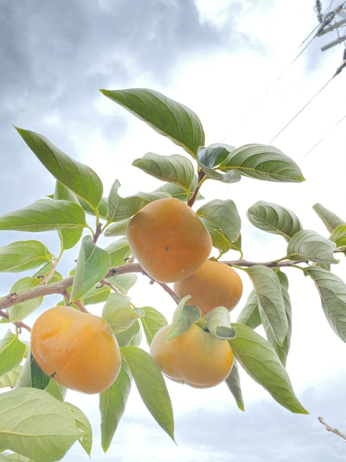 和歌山県産 送料無料 訳あり(家庭用) たねなし柿 約7.5Kg ｜果物の商品詳細｜ポケットマルシェ｜産直(産地直送)通販 -  旬の果物・野菜・魚介をお取り寄せ