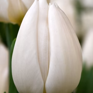 【雪国新潟のチューリップ】白色　カップ咲き　ホワイトマーベル１０本