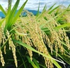【新米白米】ほどよい硬さと粘り！清流の里で育てたあっさりこしいぶき【令和5年産】