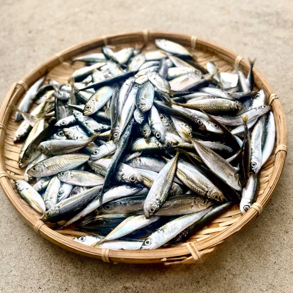 【本日発送】定置網の今朝どれ小魚セットー1.5kg（アジ・ウルメ・サバ）