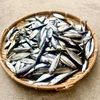 【本日発送】定置網の今朝どれ小魚セットー1.5kg（アジ・ウルメ・サバ）
