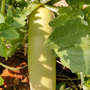 葉っぱまで美味しい！葉つき大根3キロ