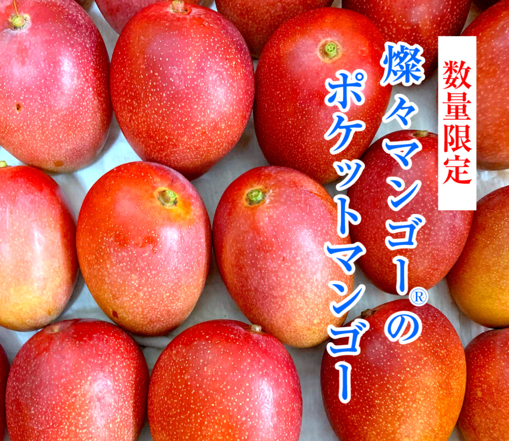 沖縄県産ミニマンゴー10KG☆写真の商品×2箱