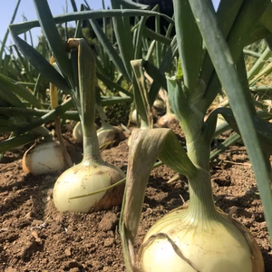 有機JAS新玉ねぎ(10kg)★畑から直送★