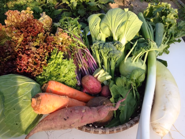 ＊MEGLIYの彩り金沢旬野菜セット＊(8〜10品)【農薬不使用】