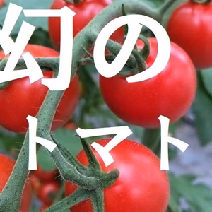 【1500g】名古屋の《極甘》有機栽培ミニトマト　幻のmiuトマト