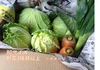  【旬の新鮮野菜】笑顔あふれる野菜BOX 3種類以上