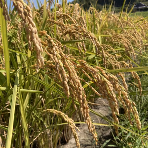 R7新米!!ご飯だけでお箸が進む☆【キヌヒカリ】5kg・10kg