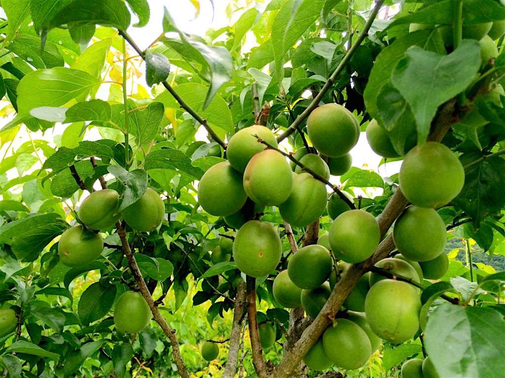 青梅の産直通販・お取り寄せ商品｜ポケットマルシェ｜産地直送で旬の