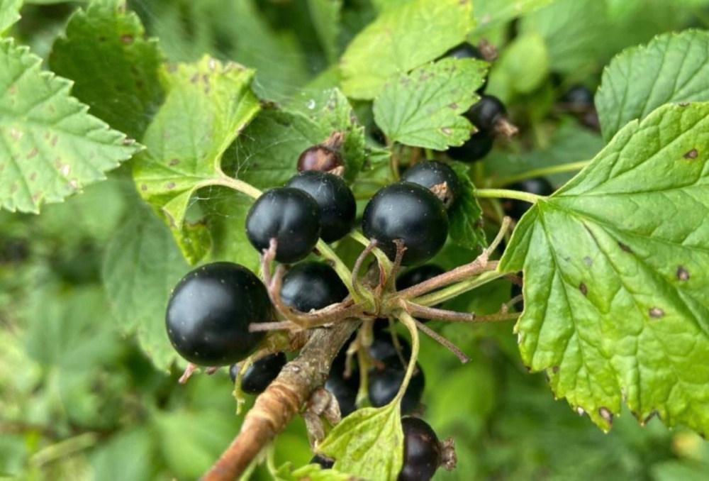 スーパーフードカシスで免疫力アップ ジャム用冷凍カシス ベリー類 レシピ付き 農家漁師から産地直送の通販 ポケットマルシェ