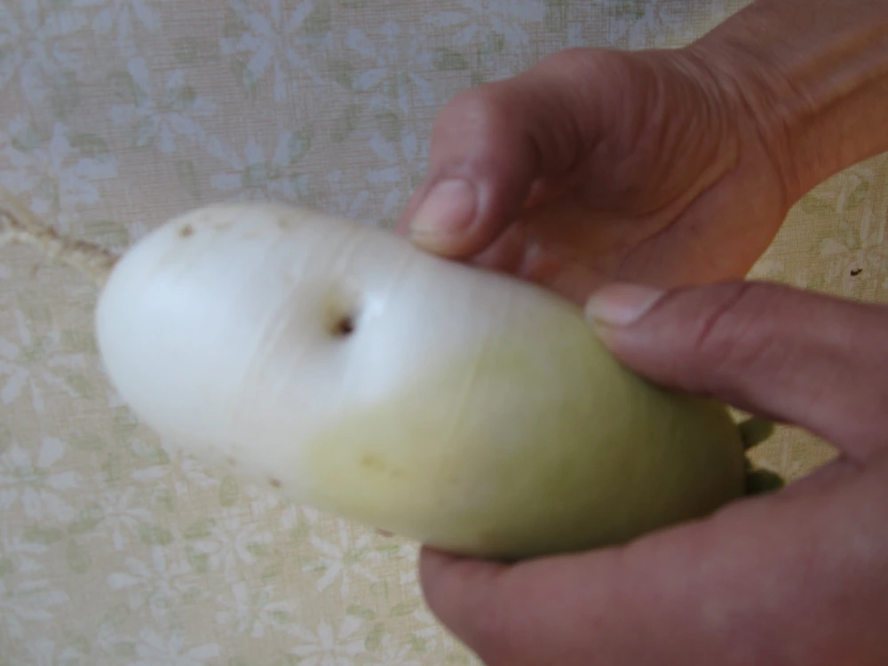 ミニ大根・赤大根　秋野菜セット