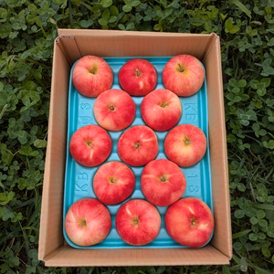 山形県産　希少な夏りんご！　さんさ　3kg