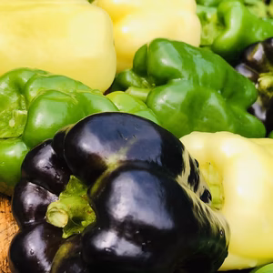 【数量限定】2色ペッパー美味しさ2倍✨旨パプリカ！旨ピーマン！自然栽培農薬不使用