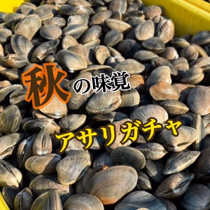 【秋の味覚 アサリガチャ】絶対に損はさせません！お得に極上アサリをGET