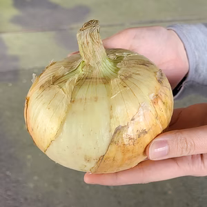 【"超"大玉】新たまねぎ 淡路島産 特別栽培 兵庫県認証食品【訳あり】 早生七宝