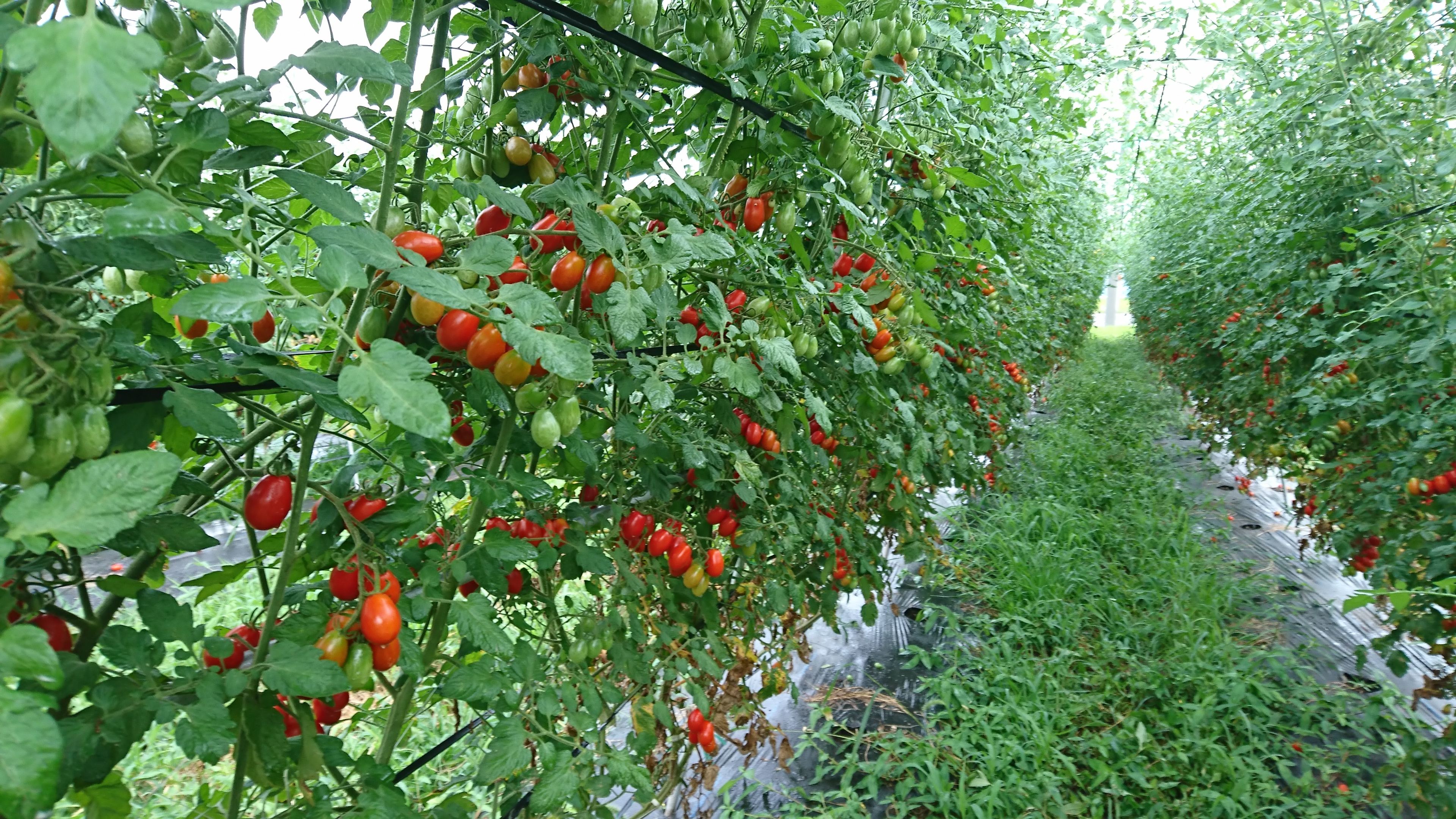 アレスヘルスケア