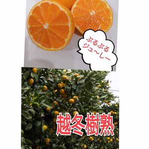 2月末春みかんレア品【川田温州みかん】サイズ混合 木熟成