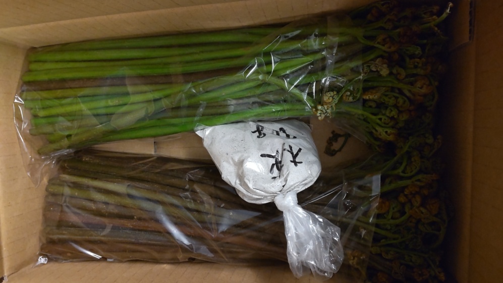 ワラビ 山菜 灰汁抜用の木灰付き 自然栽培 農家漁師から産地直送の通販 ポケットマルシェ