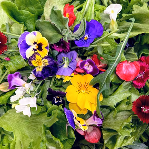 植物工場産　栽培期間中農薬不使用　彩りサラダセット