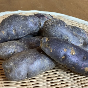 《旨味が濃い!!》鮮やかな紫色のシャドークイーン(２kg)
