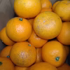 「3つの太陽」を浴びた　愛媛県産　清見タンゴール（訳あり果実）５キロ