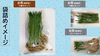 ◆絶世なる高栄養価野菜◆　小麦若葉