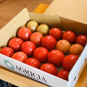 大玉トマト　プリマドンナ