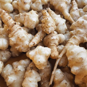 今が旬！キクイモ(栽培期間中化学肥料、化学合成農薬不使用)