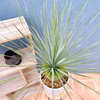【在庫販】　ユッカ　ロストラータ　サファイアスカイ　幹上がり　希少　ドライガーデ