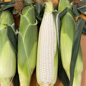 プラチナＸの露地栽培