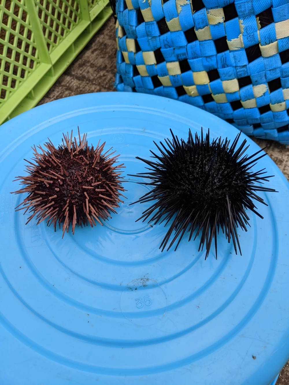 瀬戸内高級バフンウニ 冷凍釣り餌用