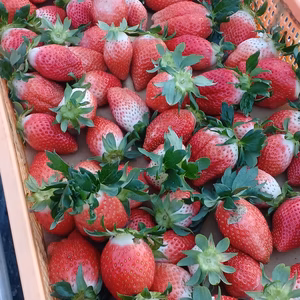 あま～いあま～い訳あり群馬産やよいひめ