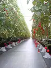 ＴＶで放送★最高峰のドライトマト【20g×2】名古屋の《極甘》有機栽培ミニトマト
