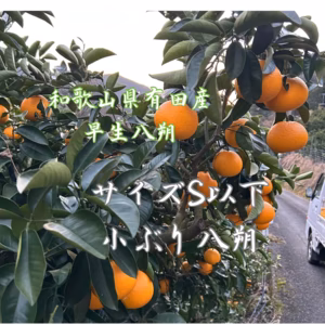 早生八朔 八朔 はっさく　和歌山有田産  家庭用 訳ありサイズS以下