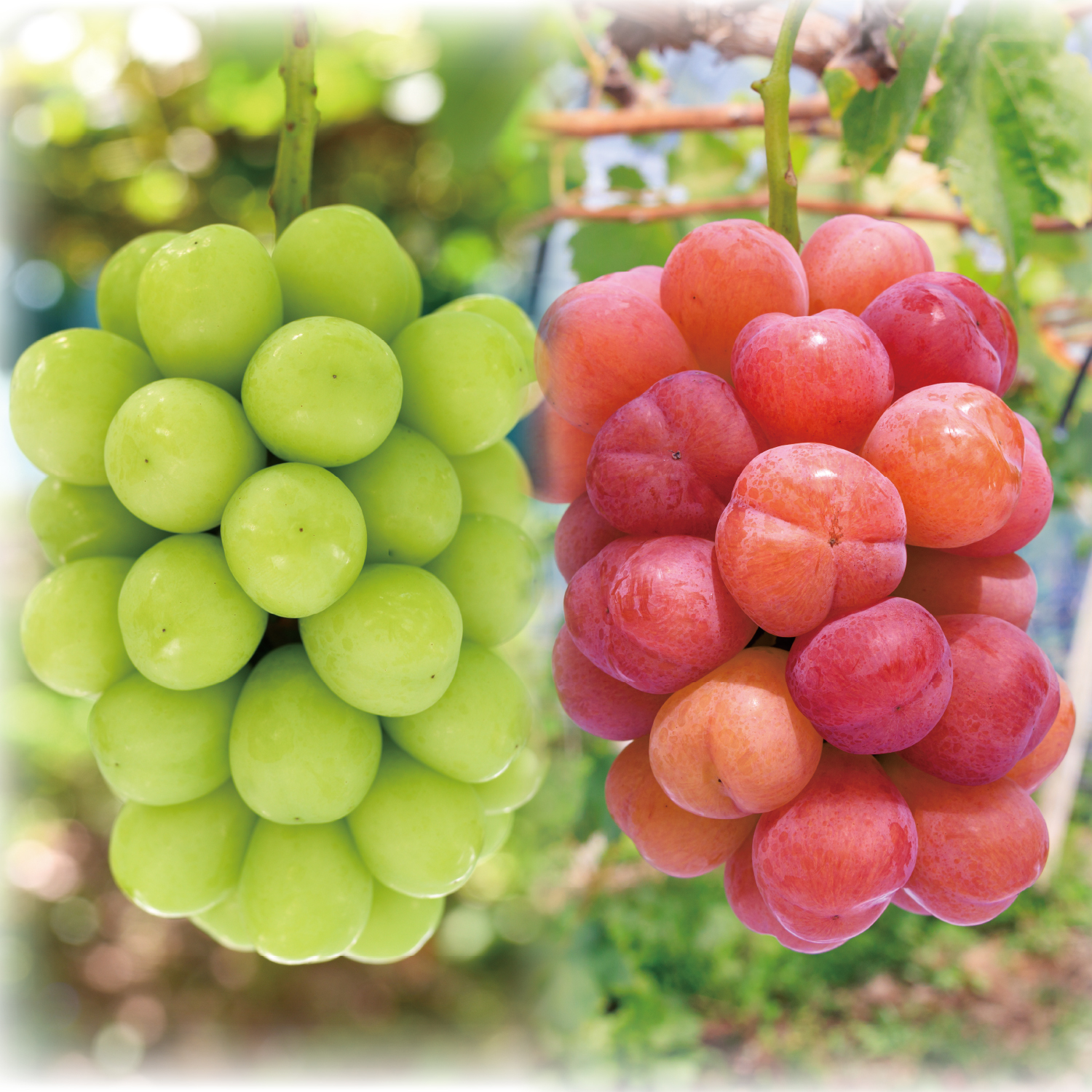 マイハートの産直通販・お取り寄せ商品｜ポケットマルシェ｜産地直送で