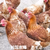 【期間限定】チルド便・新鮮・訳あり・八ヶ岳のおいしい平飼い卵