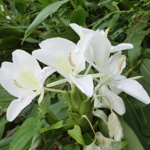 ジンジャーリリー 球根　甘い香りの白い花　4月～5月発送分